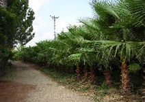 palmiye resimleri